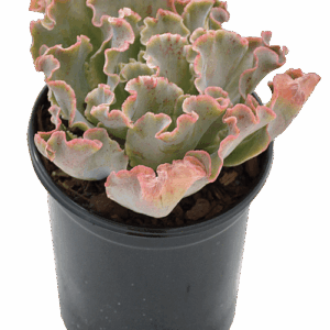 Echeveria 'Giant Blue'