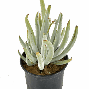 Cotyledon orbiculata 'Grey Finger'