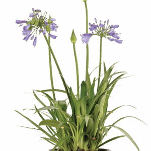 Agapanthus 'Bingo Blue'