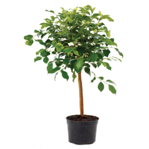 Ficus 'Millennium'