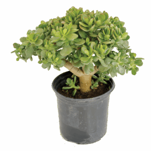 Crassula ovata 'Minor'