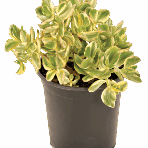 Crassula ovata 'Variegata'