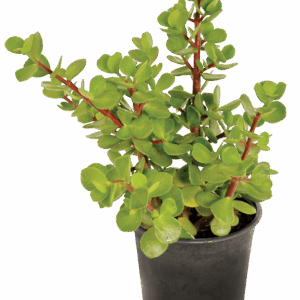 Portulacaria macrophylla