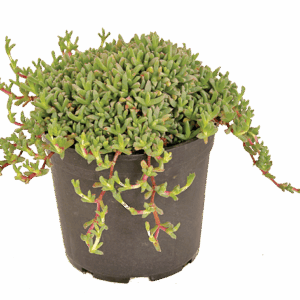 Ruschia lineolata