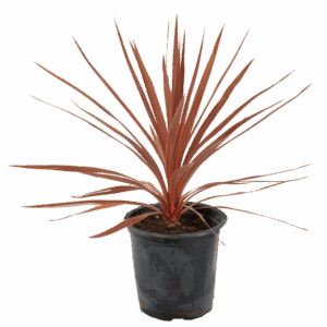 Cordyline 'Red Star'