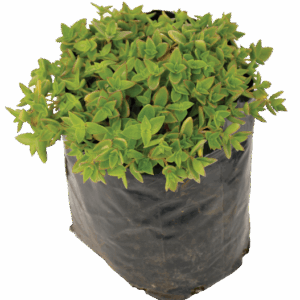Crassula pellucida