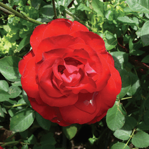 Best Red roses ideal for adding color to your gardens