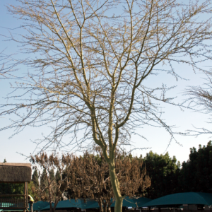 Fever Tree