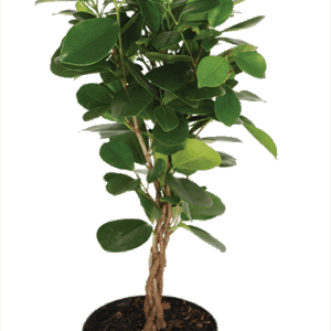 Elegant Ficus Moclame Braided Stem Houseplant