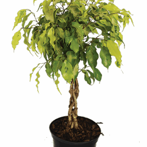 Healthy Ficus Monique Braided Tree for Home or Office