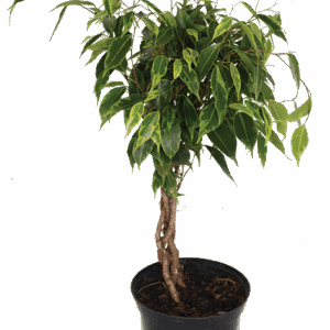 Low Maintenance Ficus Lemon and Lime Braided Tree