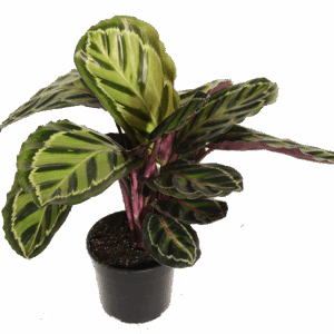Close-up of Calathea Rosea leaf patterns with vibrant colors