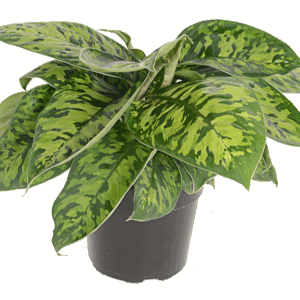 Homalomena Camouflage Houseplant with Camouflage Leaf Design