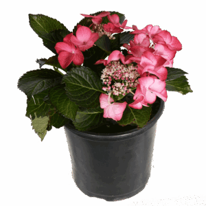 Hydrangea 'Tuxedo' Lacetop shrub available from Lifestyle Home Garden