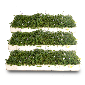 128/200pack Groundcovers Seedlings
