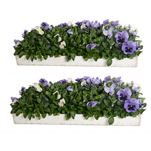 128 pack Flower Seedlings