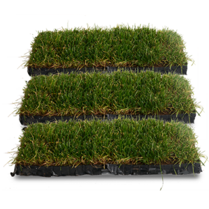 Groundcover Grasses