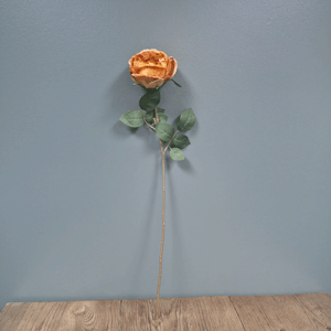 Cabbage Rose Pray 66cm
