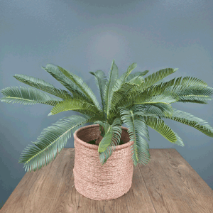 Cycas in Pot  60cm