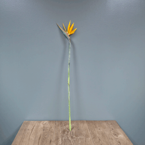 Bird of Paradise