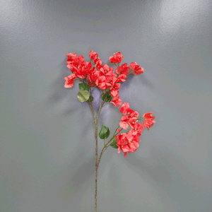 Bougainvillea Spray Red