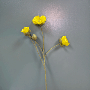 Poppy Lemon Drop 68cm