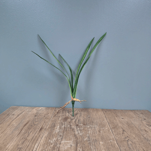 Cymbidium Leaf Bunch Glory