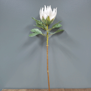 Silk Protea