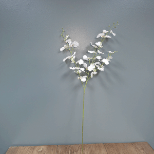 Dancing Orchid White