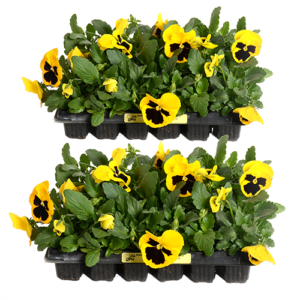 24/30 Pack Flower Seedlings