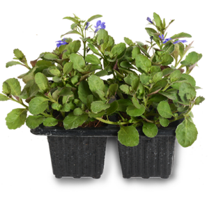 4 Pack Flower Seedlings