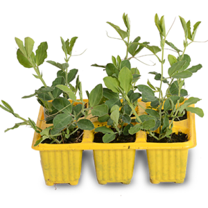 6 Pack Herb & Vegetable Seedlings