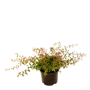 Abelia 'Edward Goucher'