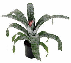 Aechmea Primera 20cm