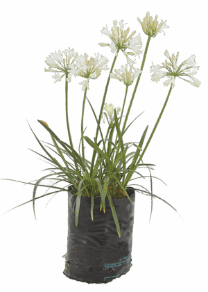 Agapanthus 'Albus'