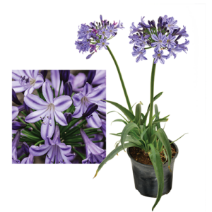 Agapanthus 'Buccaneer'