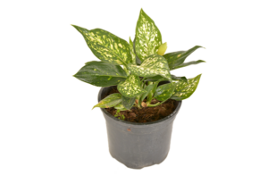 Aglaonema Commutatum 'Eileen'