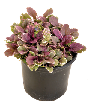 Bugleweed