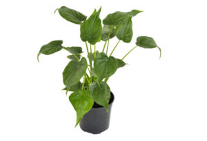 Alocasia cucullata