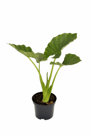Alocasia Macrorrhiza