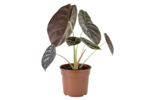 Alocasia rubra