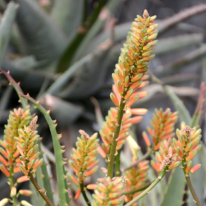 Aloe 'Candy Stripe'