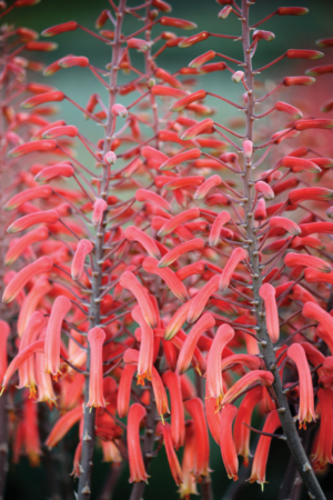 Aloe chabaudii