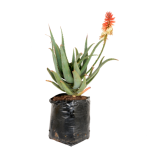 Aloe 'Charles'