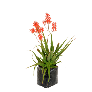 Aloe 'Fireball'