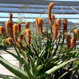 Aloe 'Giant Orange'