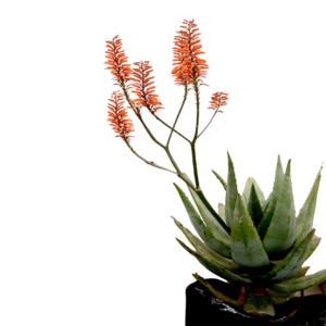 Aloe 'Koelemans Red'