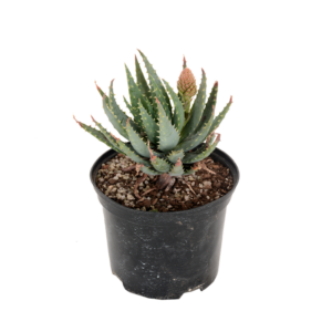 Aloe 'Krimp Varkie'