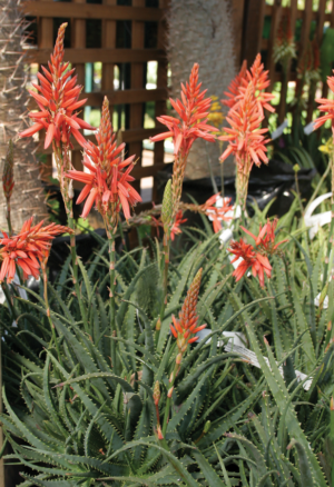 Aloe 'Little Joker'