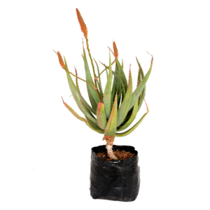 Aloe 'Majestic'